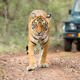 Himachal Tour