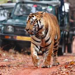 India Wildlife Tour